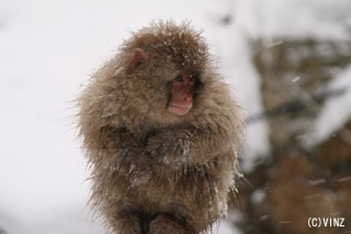 iF ~  nJ쉎i snow monkeyj
